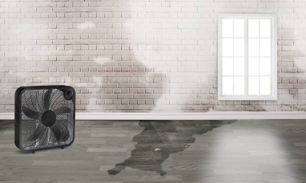 Best Basement water damage restoration  in Winter Park, FL